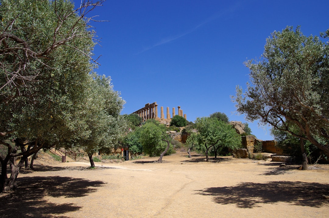 A dirt road surrounded by trees and buildings